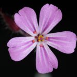 nalewka z geranium