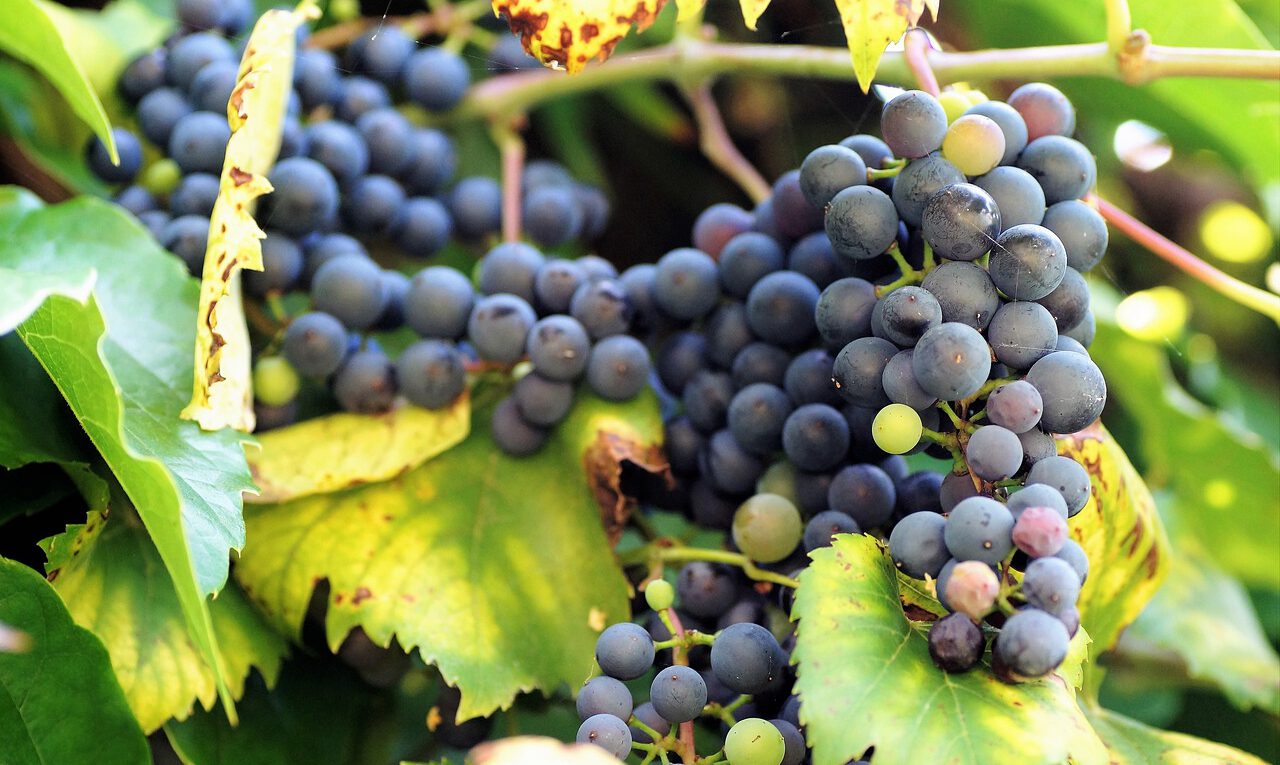 ciemne winogrona przepis na nalewke