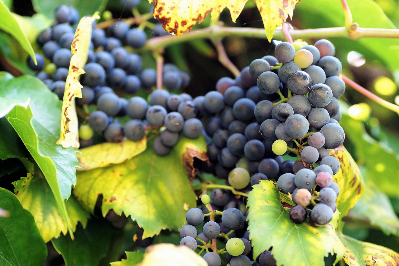 ciemne winogrona przepis na nalewke