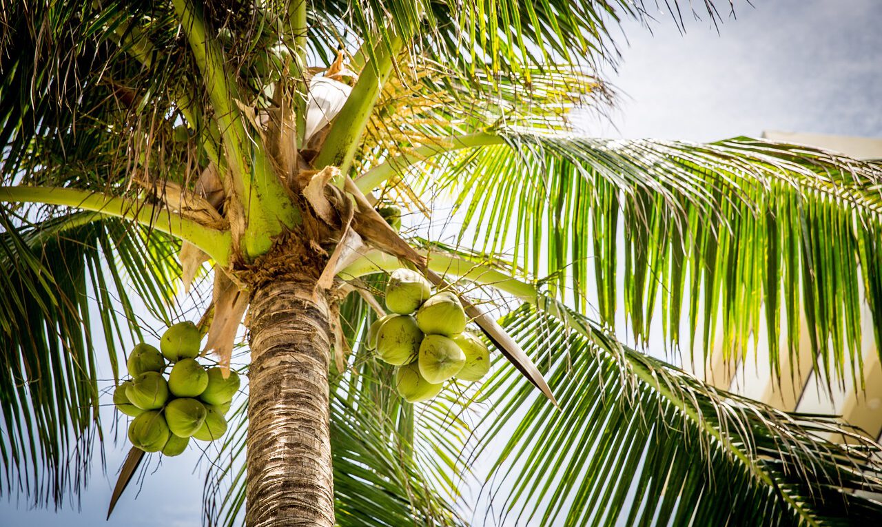 nalewka kokosowa
