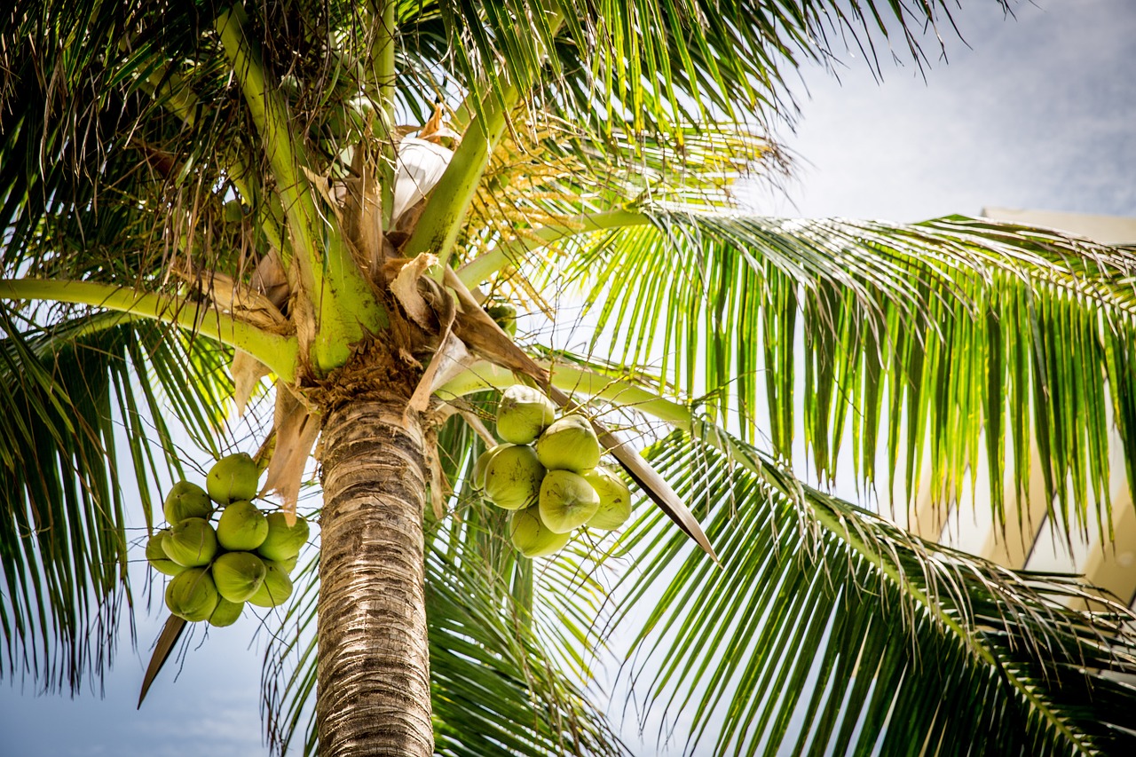 nalewka kokosowa