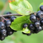 aronia, berries, leaves