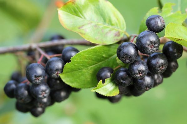 aronia, berries, leaves