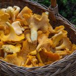 fungus, mushroom, sponge