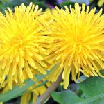 dandelion, flower background, nature