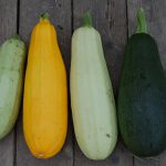 zucchini, vegetable, close-up