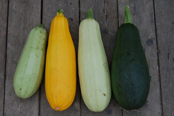 zucchini, vegetable, close-up