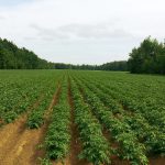 potato, fields, agriculture