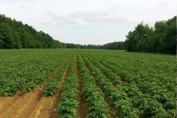 potato, fields, agriculture