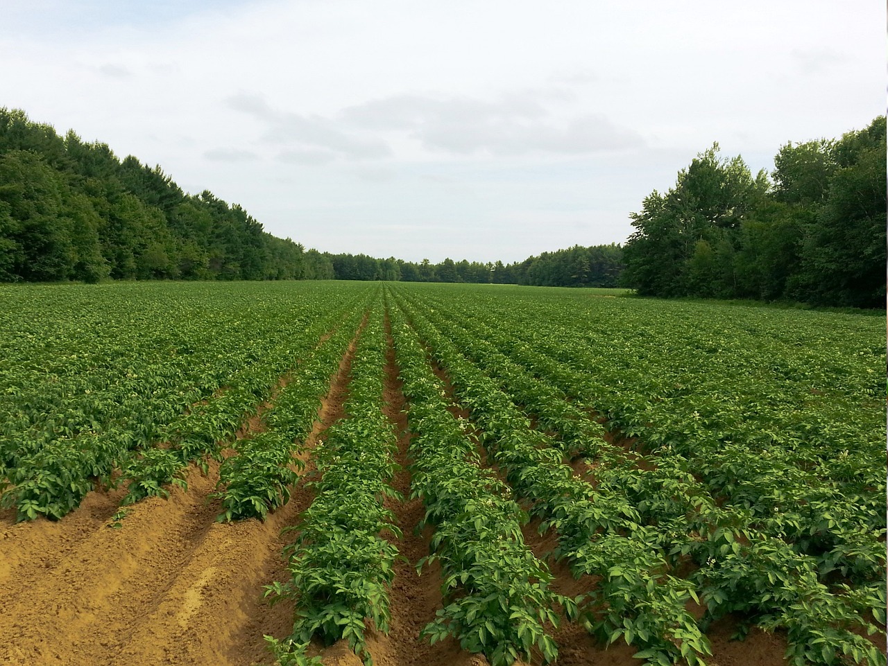 potato, fields, agriculture