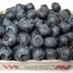 blueberry, blackberry, vaccinium corymbosum