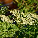 elder, blossom, bloom