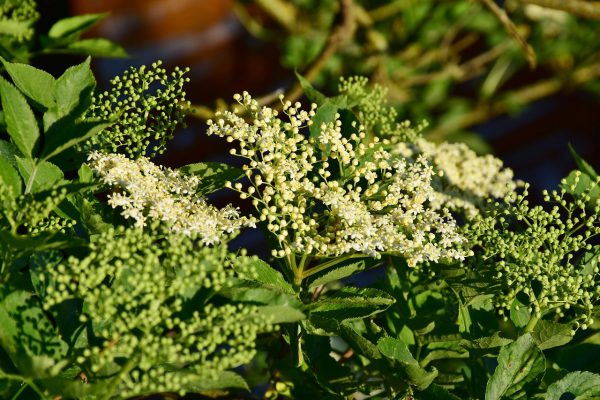 elder, blossom, bloom