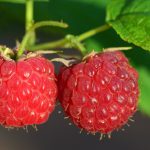 raspberries, red, fruit