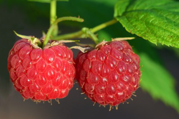 raspberries, red, fruit