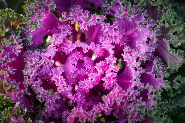 salad, salad plant, ziersalat