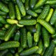cucumber, pickle, gherkin