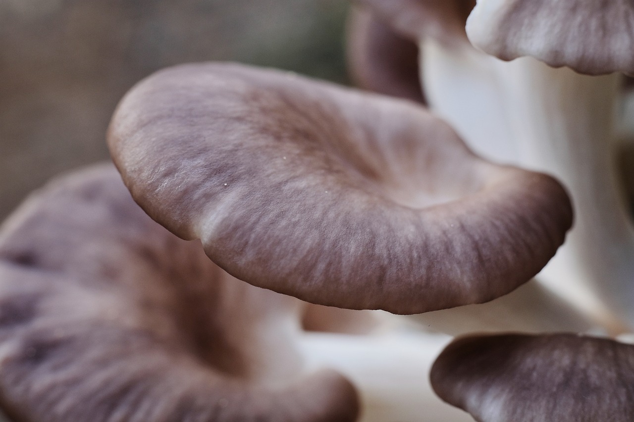 oyster mushrooms, mushrooms, edible mushrooms