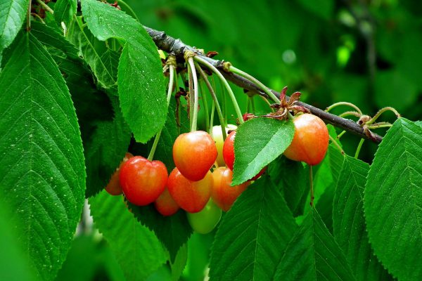 fruit, cherries, garden