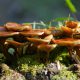 mushroom, fungus, moss