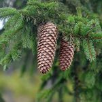 cones, pine cone, pine