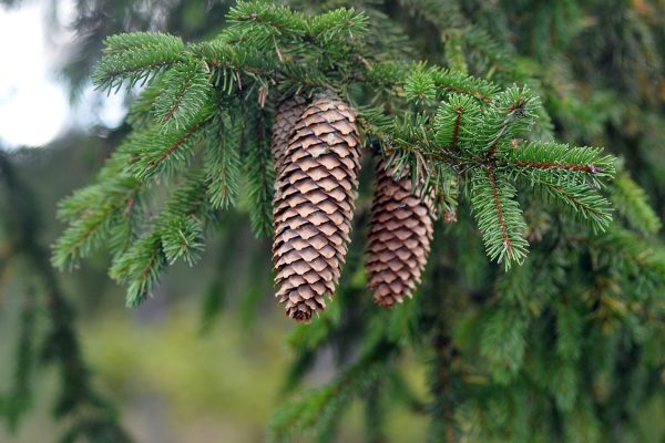 cones, pine cone, pine