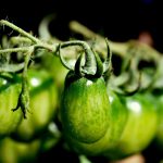 tomato, plant, vegetable