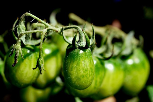 tomato, plant, vegetable