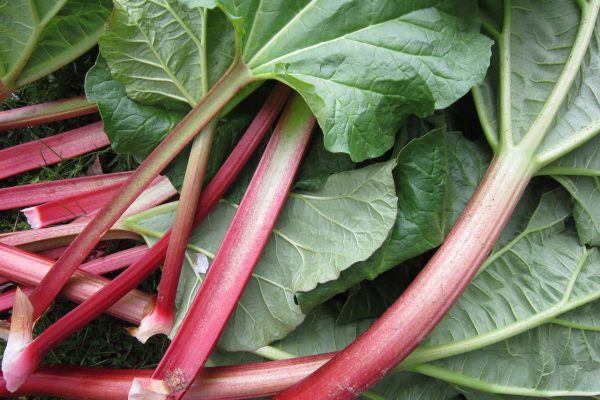 rhubarb, leaves, stem