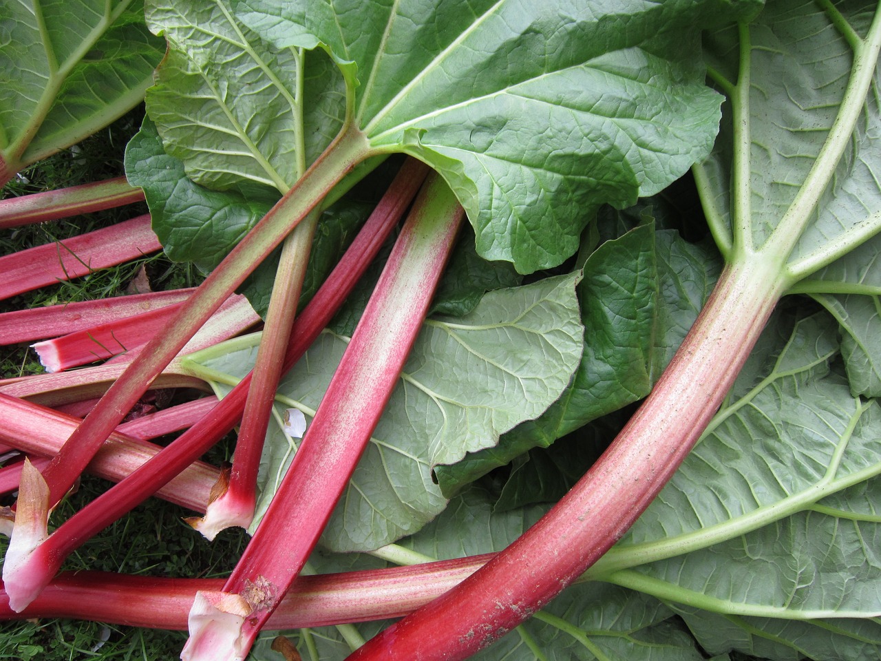 rhubarb, leaves, stem