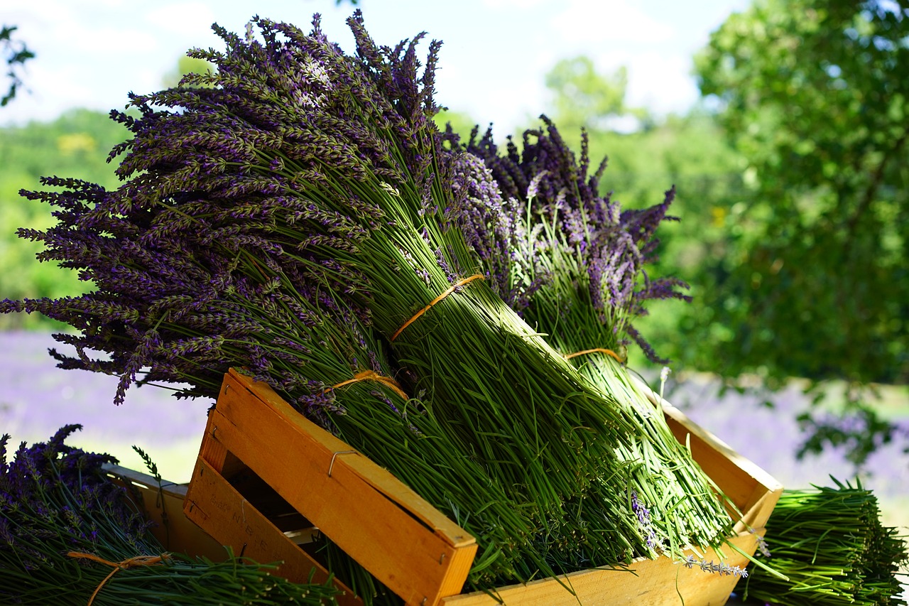 lavender, tufts, sale