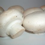 champion, pilz, agaricus