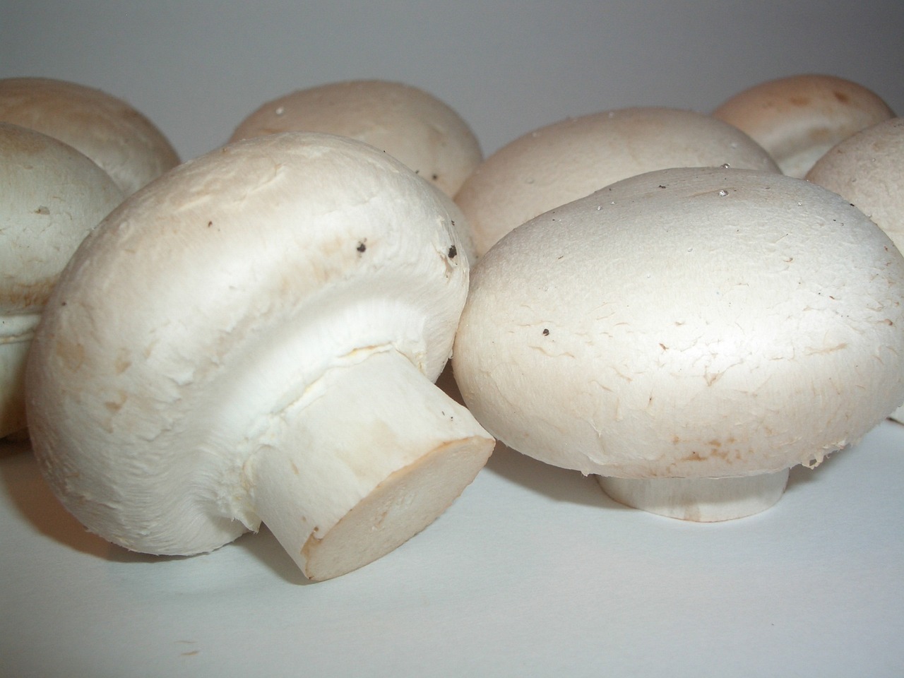 champion, pilz, agaricus