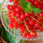 currants, red, red currant