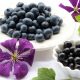 blueberries, black currants, clematis
