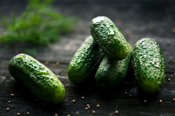 cucumber, nature, plant