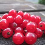 redcurrants, many currants, nature