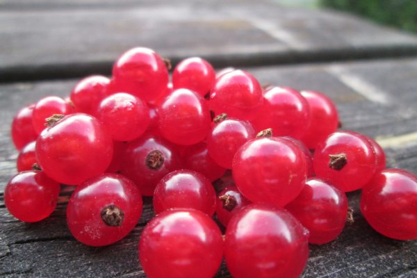 redcurrants, many currants, nature