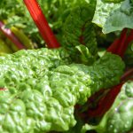 chard, garden, vegetables