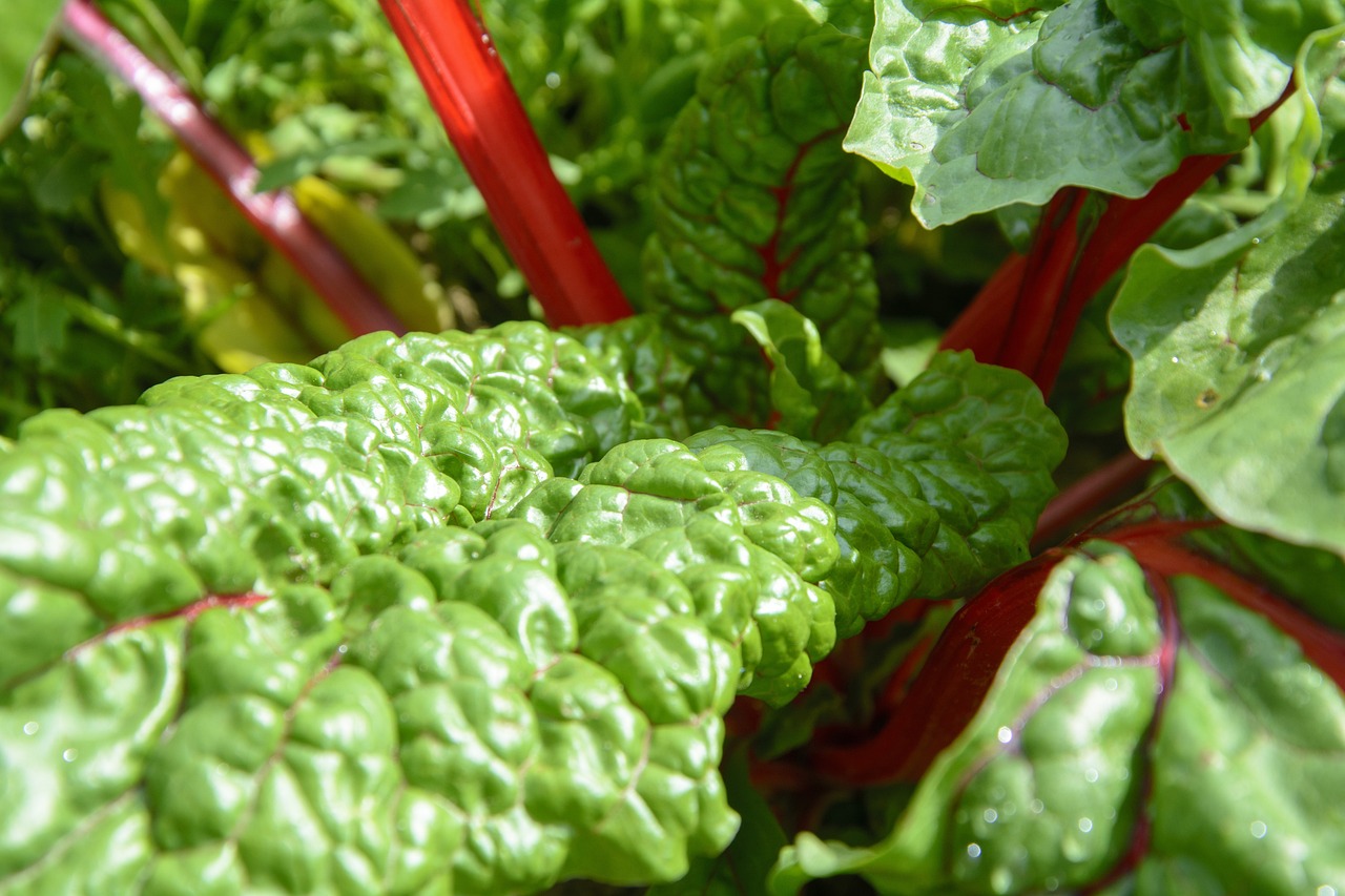 chard, garden, vegetables