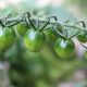 tomatoes, green tomatoes, vegetables