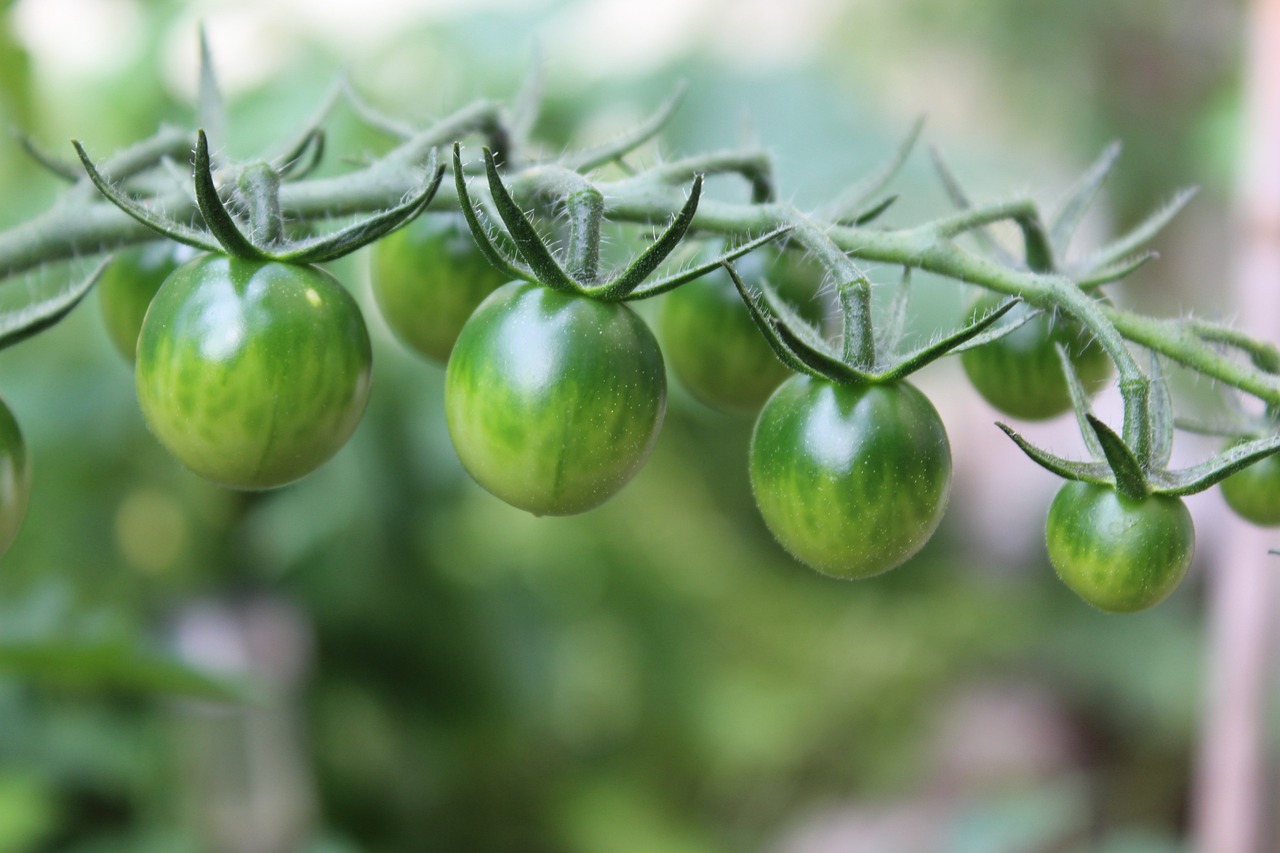 tomatoes, green tomatoes, vegetables