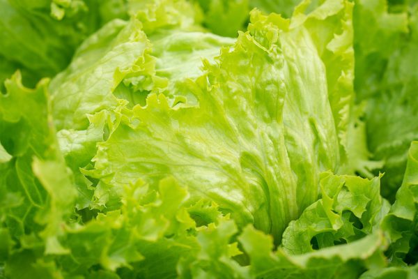 salad, iceberg lettuce, green