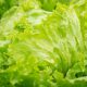 salad, iceberg lettuce, green