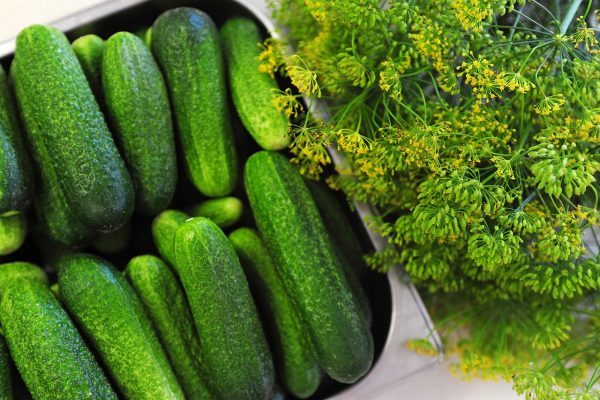 cucumbers, vegetables, healthy