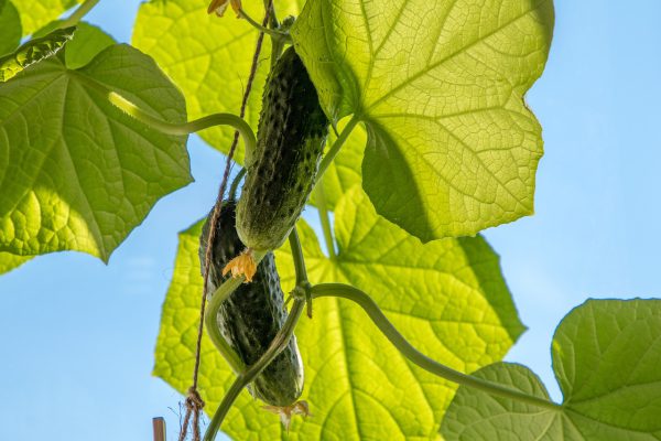 cucumbers, vegetables, food