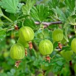 gooseberry, mature, fruit