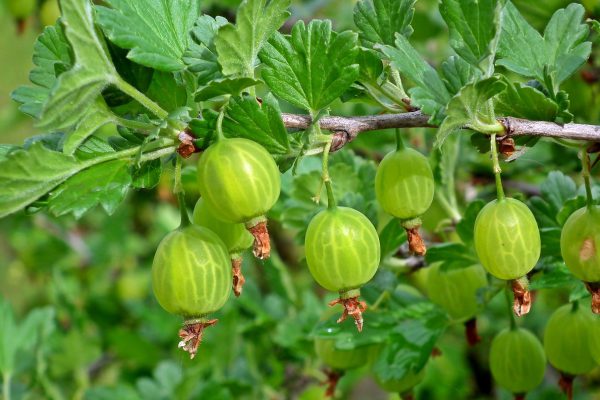 gooseberry, mature, fruit