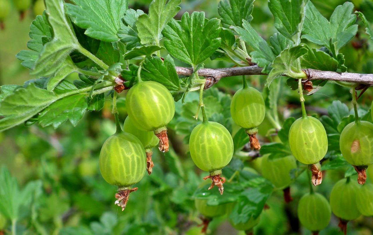 gooseberry, mature, fruit