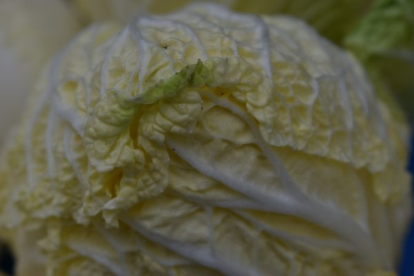 vegetable, leaf, food